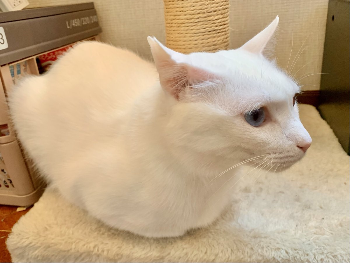 れいぢぃ tweet media