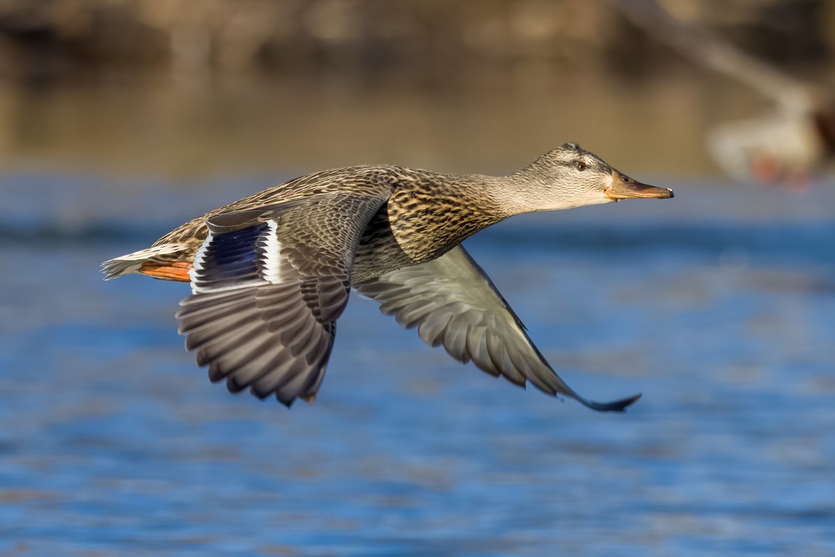Mandeepsihota's tweet image. The pretty female Mallard! #birds #birding #birdsinwild #birdphotography #TwitternaturePhotography #Canon #IndiAves #WildlifePhotography #MallardMonday