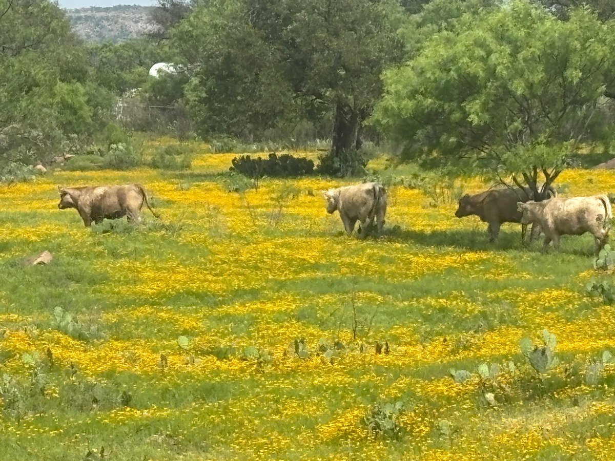 VeryMintCat's tweet photo. The view outside of my work is so beautiful. I envy the cows! https://t.co/rsSwBo4C9P