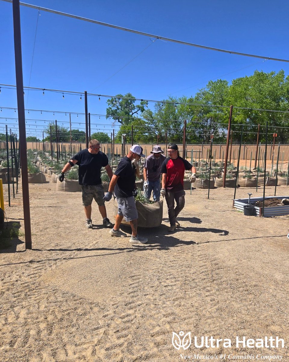 UltraHealthMC's tweet image. Our spring outdoor harvest is officially underway. Shoutout to Kelly, Mike, Jeff, Will, &amp;amp; the entire Ultra team for getting our plants ready for YOU🫵!
Keep an eye out, we've got a lotta gorgeous buds that'll be heading your way soon👀!
#ultrahealth #newmexico #cannabis