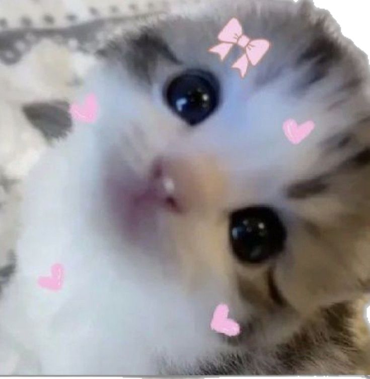 Nana coelhinha 🐇 tweet media