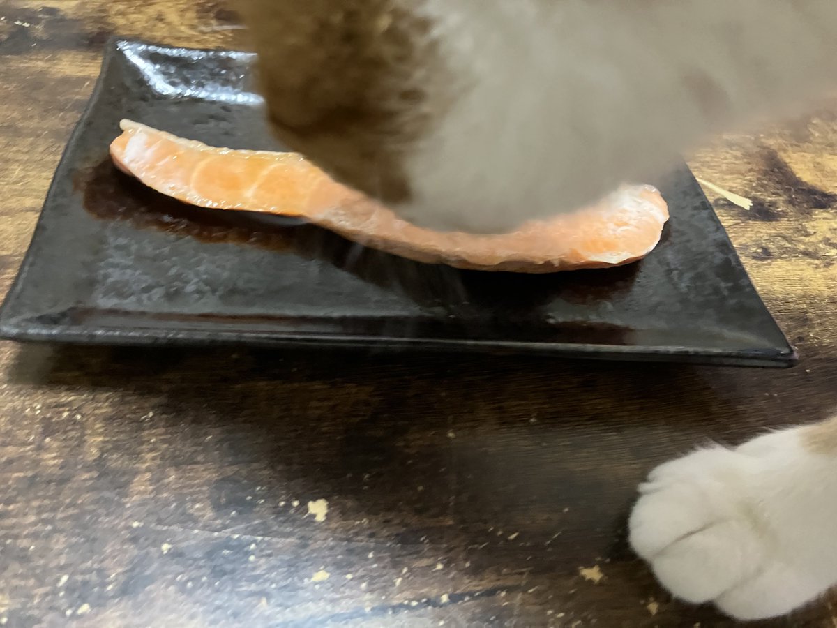 しっぽ（シフォ）🇯🇵 tweet media