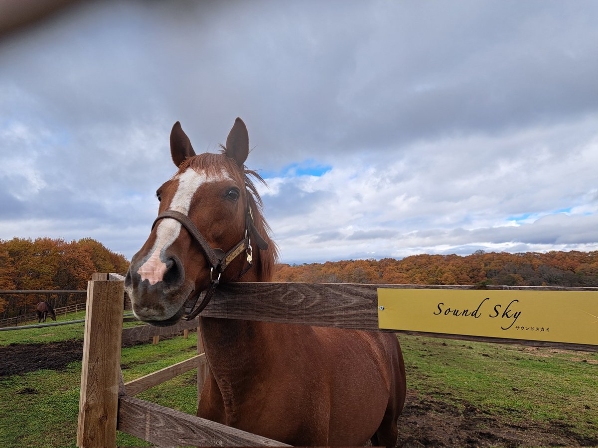 サガさん tweet media