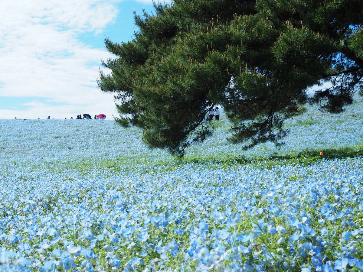 ひまわり tweet media