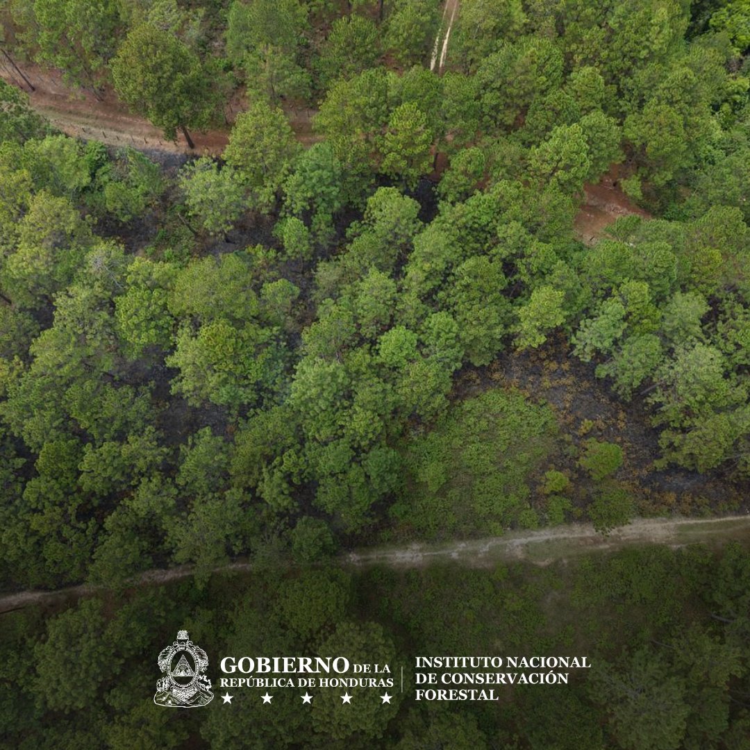Instituto Nacional de Conservación Forestal tweet media