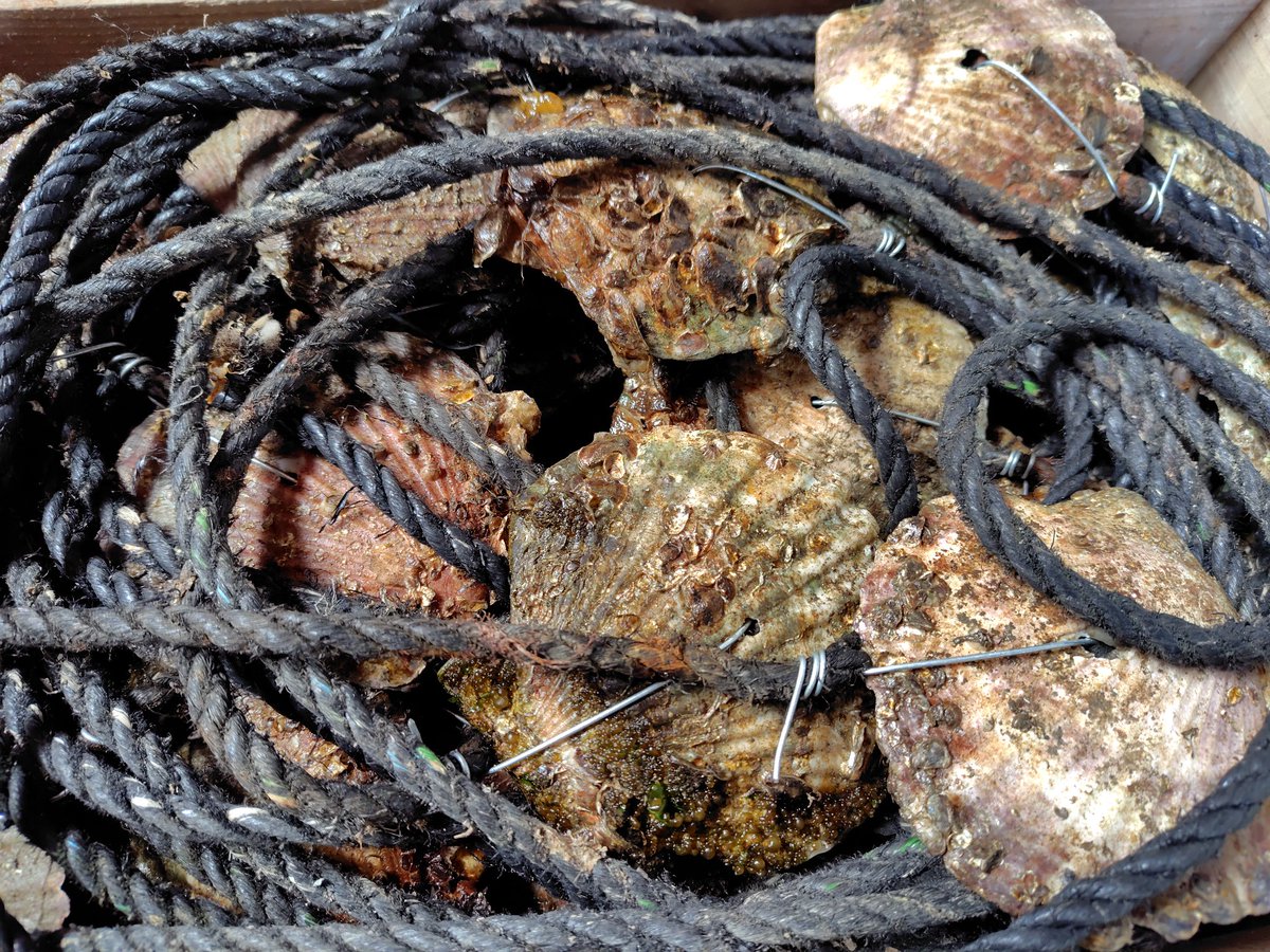 kazu@丹後のくるまえび🦐畜養はまぐり🐚牡蠣🦪販売中 tweet media