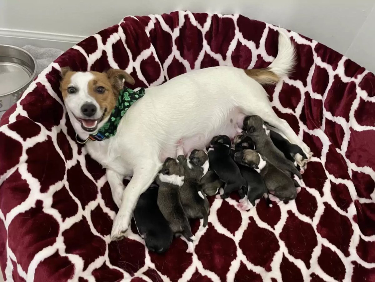 Puppies 🐶 tweet media