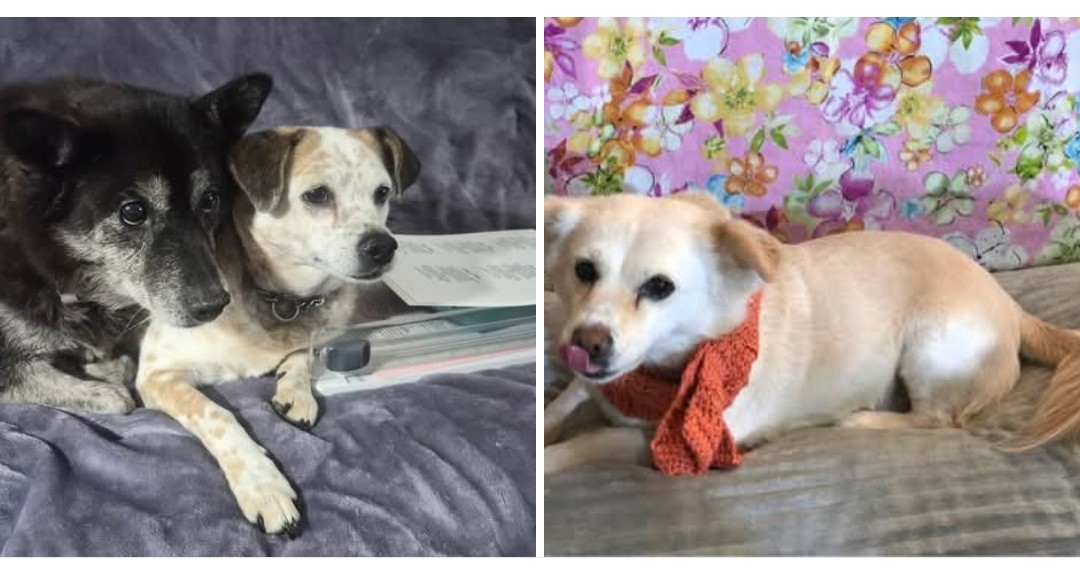 NamiKim_DogsSK's tweet image. #SaveKoreanDogs our #SuccessStories

Sharing from Angel Lynch 
➡️facebook.com/share/p/1AoYMw…

"My Nami babies are getting older! Abel is 11 now with a gray mask, and Fawn is almost 8 already! I feel like I just brought her home a few days ago as a puppy.
Yuki looks exactly the same