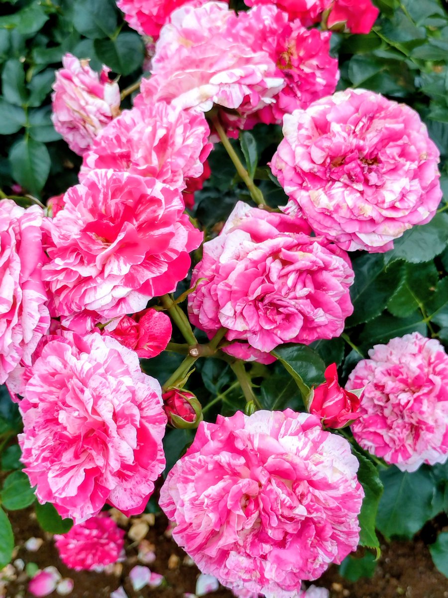 AJ・カズノリOriginal tweet media