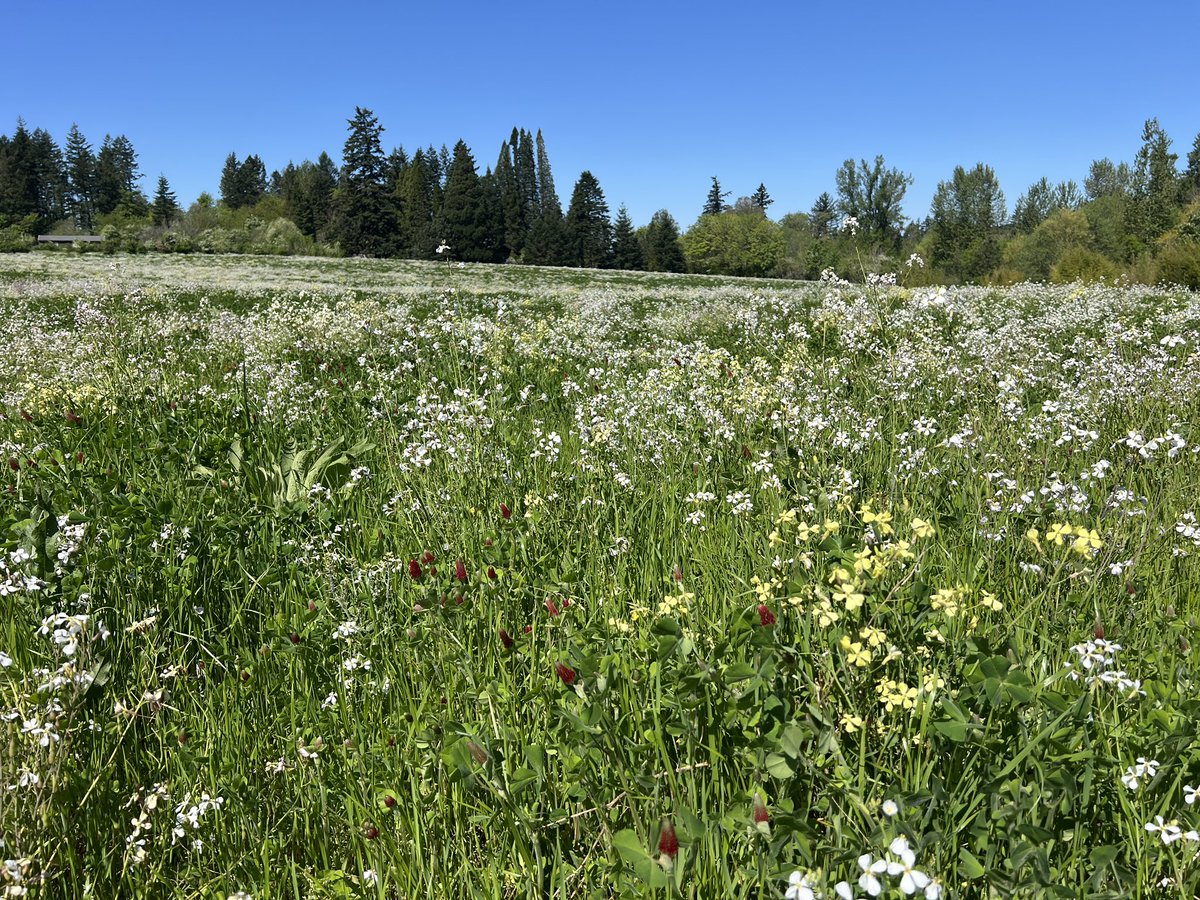 oregonbeekeeper's tweet photo. Flowers for making sweet honey. 🍯🐝 https://t.co/KbDDBt6Vfc