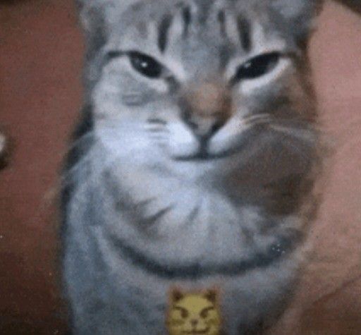 ˙⋆ ᴍᴀᴘʜɪᴇ ⭑.ᐟ tweet media