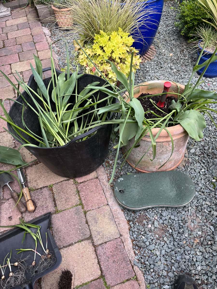 Milhart66Ken's tweet image. Task of the afternoon was to empty more of my large pots of bulbs in readiness for the summer bedding to go in. The tulips were much earlier to flower this yr and some have gone over faster. #gardening #gardeninglife #gardenersworld