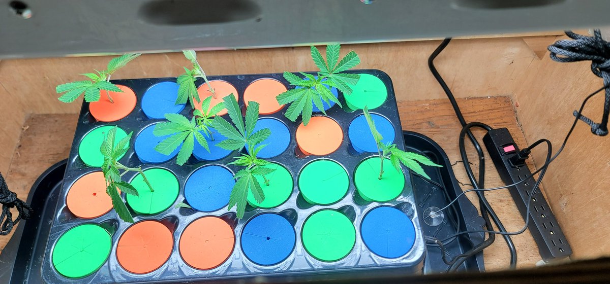 70c9b8784c2d422's tweet image. #cannabis #clones