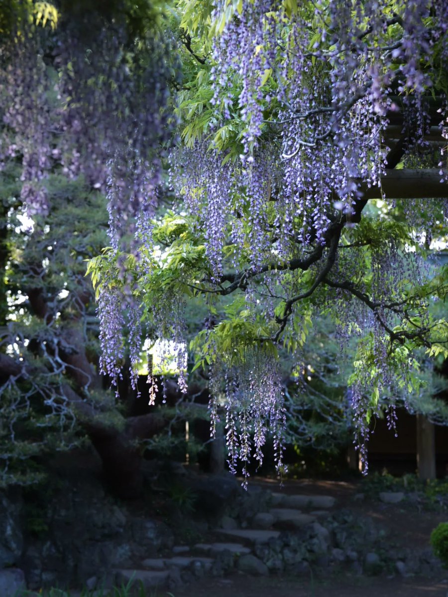 ねこまた。 tweet media