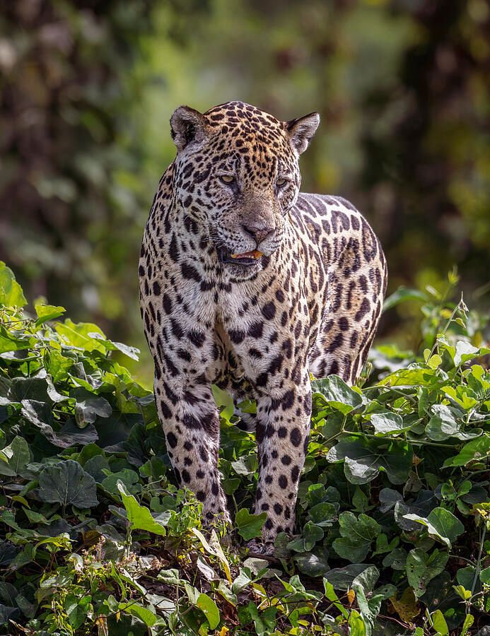 joancarroll's tweet image. Jaguar on the Prowl 3 Pantanal Brazil! buff.ly/3LORTDE #jaguar #pantanal #brazil #bigcat #wildlife #wildlifephotography #nature #animals #stealth #hunting #artforsale #wallartforsale #giftideas @joancarroll