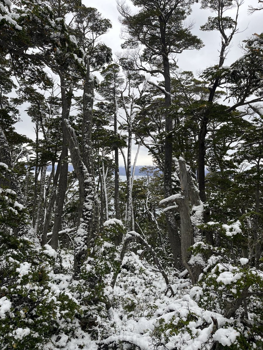 Jazmín del Monte tweet media