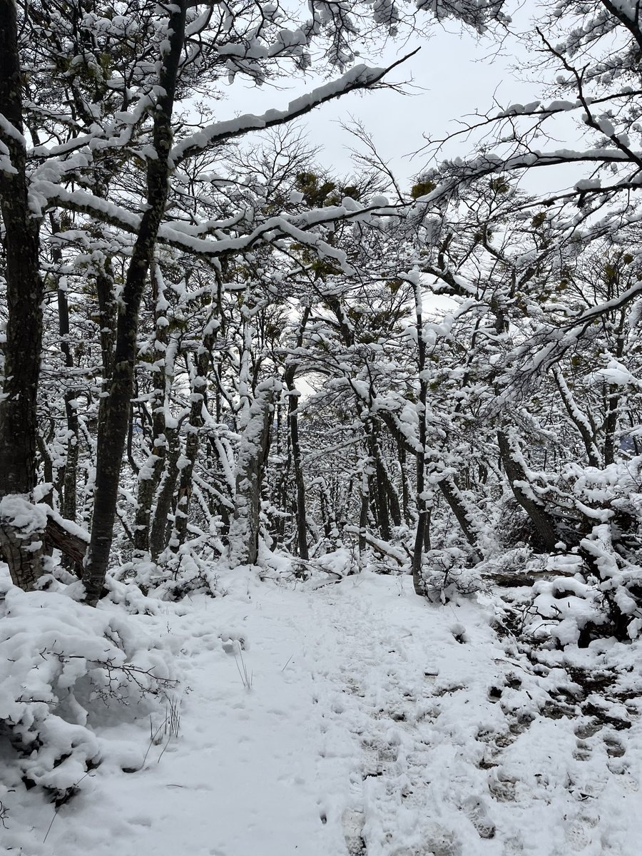 Jazmín del Monte tweet media