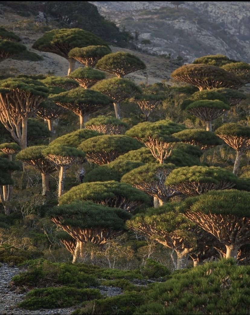 Helma🇾🇪🇵🇸🍉 tweet media