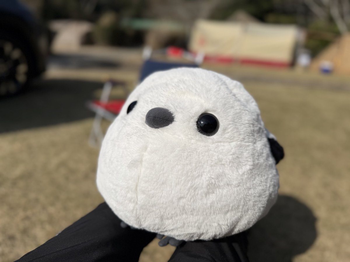 ムク🏕️ tweet media