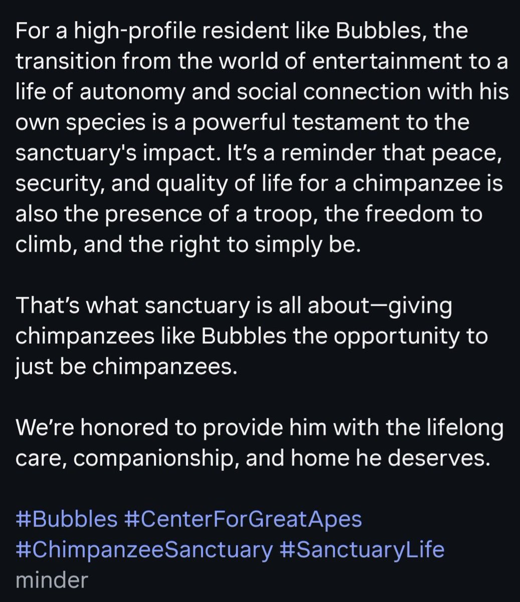 HaaftenRenate's tweet image. And here he is, picture from today, Bubbles 43 years old and still going strong. The Center For Great Apes made a beautiful post about him today. You can read it here. 
#MichaelJackson #Bubbles #Friends #MichaelMovie