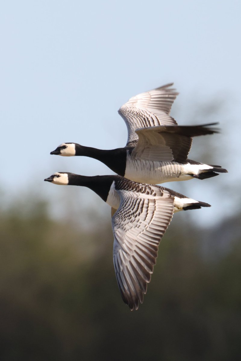 cranky1456's tweet image. For #MallardMonday we have Norman &amp;amp; Nora Northern Shovelers having a nap, Mark &amp;amp; Molly Mallards waddling off to the water, Greg &amp;amp; Gloria Greylag Geese going on holiday with Barry &amp;amp; Barbara Barnacle Geese.

#birds #ECK #CanonR5mkii #ukbirding #wildlife @CanonUKandIE #BirdLife