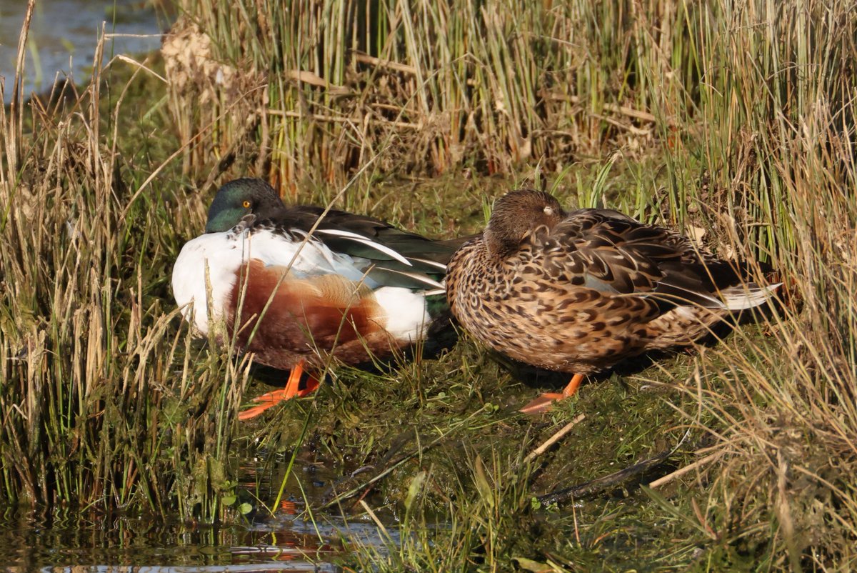 cranky1456's tweet image. For #MallardMonday we have Norman &amp;amp; Nora Northern Shovelers having a nap, Mark &amp;amp; Molly Mallards waddling off to the water, Greg &amp;amp; Gloria Greylag Geese going on holiday with Barry &amp;amp; Barbara Barnacle Geese.

#birds #ECK #CanonR5mkii #ukbirding #wildlife @CanonUKandIE #BirdLife