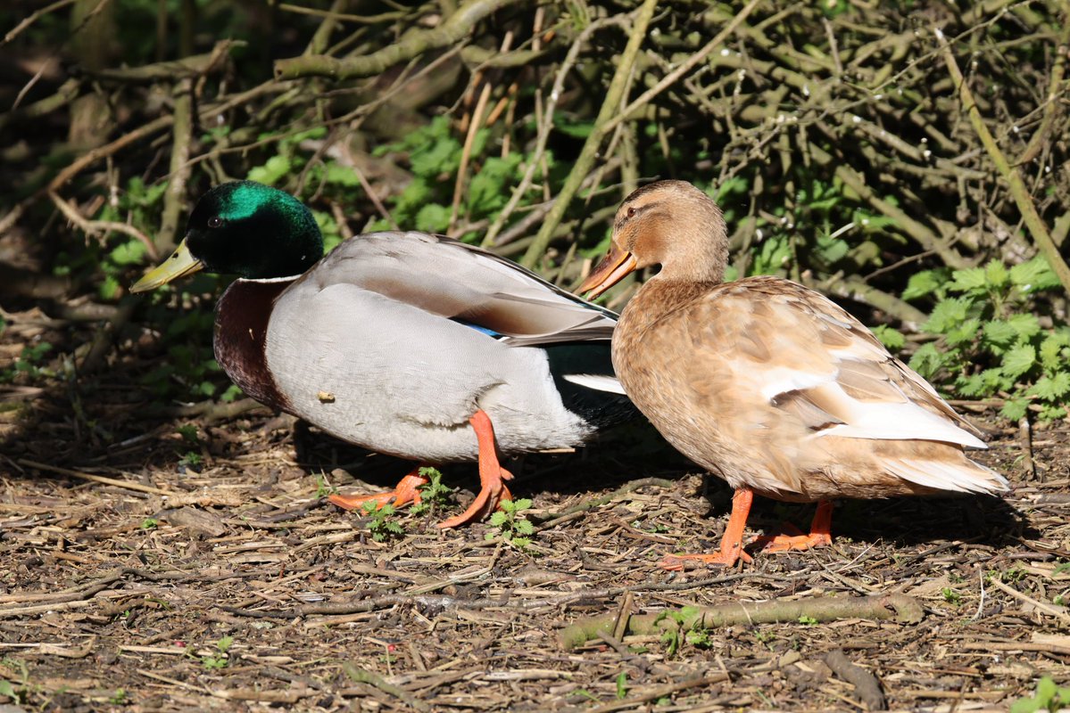 cranky1456's tweet image. For #MallardMonday we have Norman &amp;amp; Nora Northern Shovelers having a nap, Mark &amp;amp; Molly Mallards waddling off to the water, Greg &amp;amp; Gloria Greylag Geese going on holiday with Barry &amp;amp; Barbara Barnacle Geese.

#birds #ECK #CanonR5mkii #ukbirding #wildlife @CanonUKandIE #BirdLife