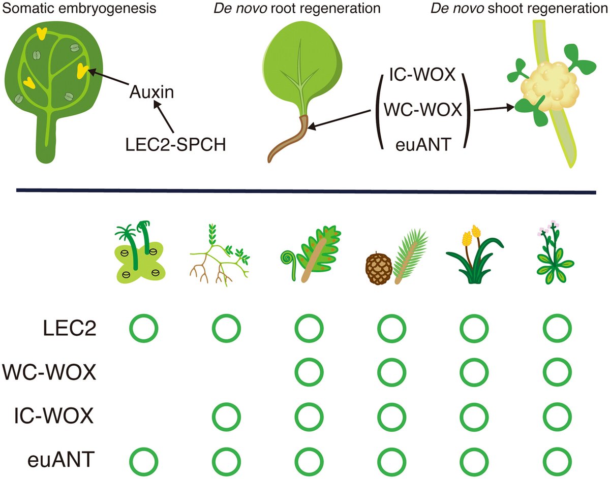 JournalSysEvo's tweet image. 🌳🌵🪴🌿Plants are amazing!🌴🌲🌱🌾

Cai et al. explore the #molecular #evolution of #StemCell regulators that drive regenerative strategies like somatic embryogenesis and de novo organ regeneration in #plants.

doi.org/10.1111/jse.70…
@WileyEcology #PlantSci