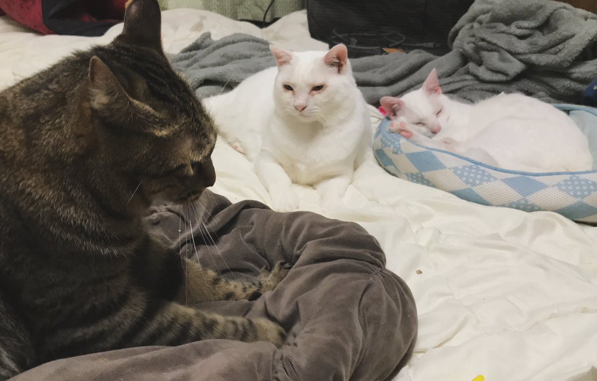 ねこかます tweet media