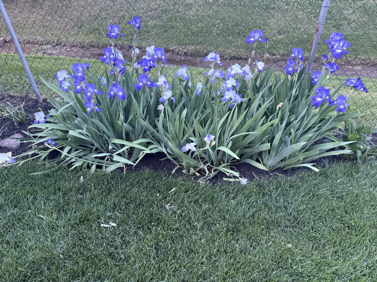 mammatusman's tweet image. Enjoying my #flowers before going to @whas11 for #storm coverage. #lightning #wind #svrwx #warnings #preparenow