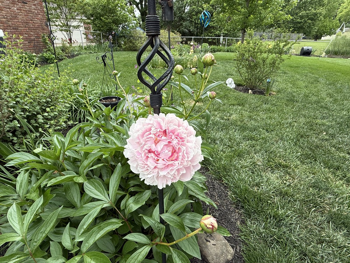 mammatusman's tweet image. Enjoying my #flowers before going to @whas11 for #storm coverage. #lightning #wind #svrwx #warnings #preparenow