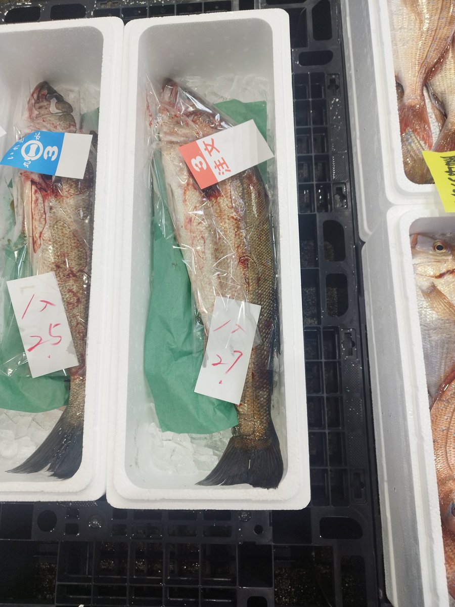 日立川尻産ズズキ、常磐もの！昨日の鯛がとても良かったので…。取り敢えず良いのが買えて良かった。ひと安心。＃いわき駅前 #居酒屋 #日本酒 #地酒 #常磐もの