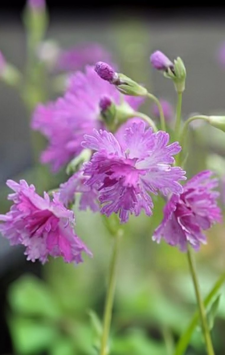 Way of sky tweet media