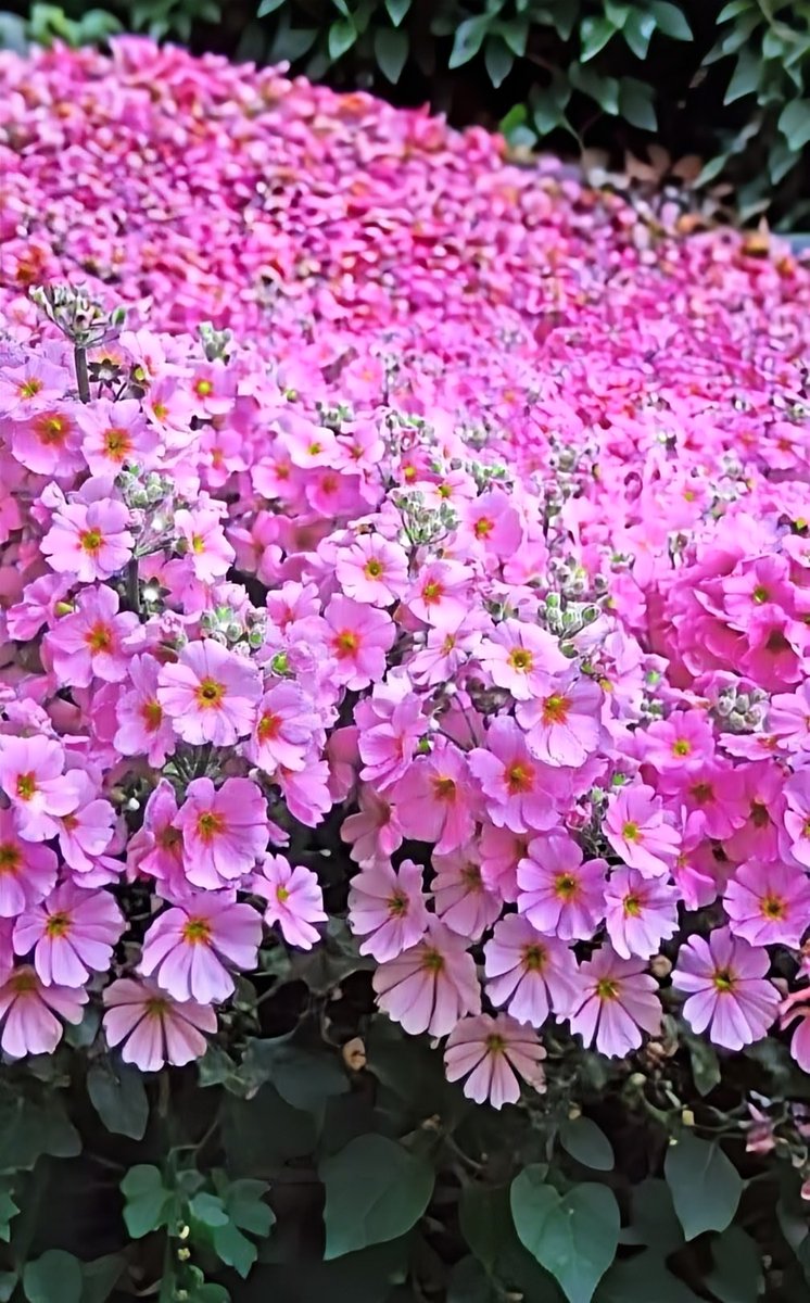 Way of sky tweet media