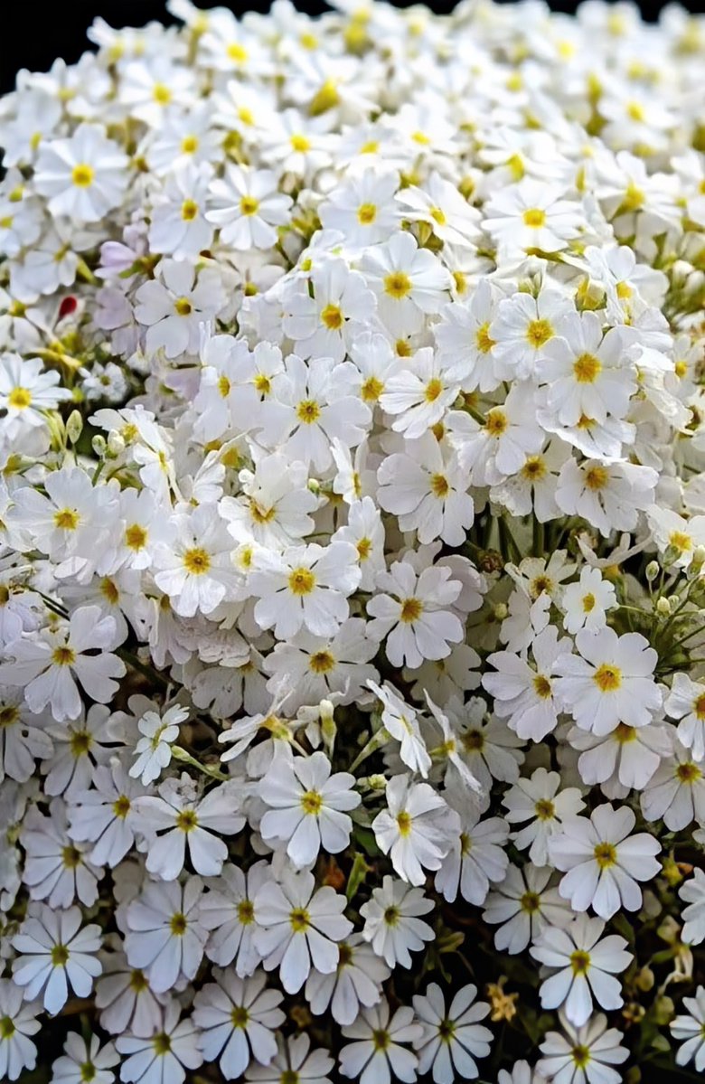 Way of sky tweet media