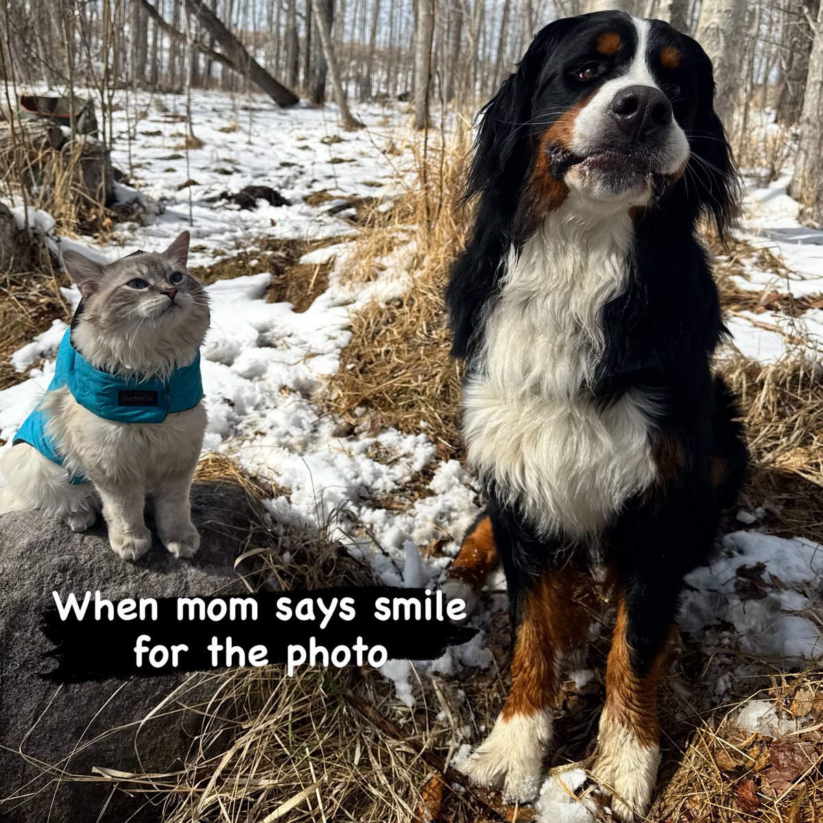 Bunsen, Beaker, Bernoulli & Brix tweet media