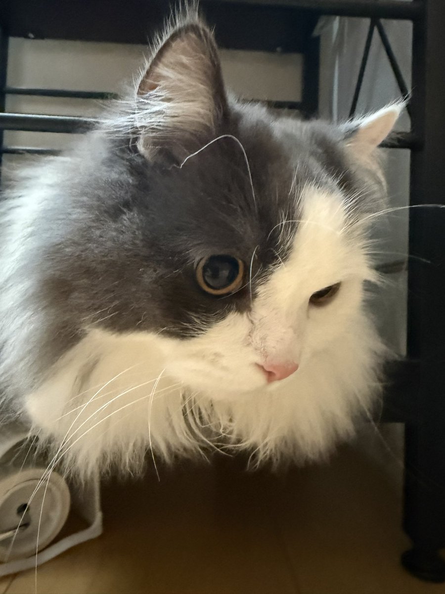 chaistar0909's tweet photo. ちゃいおは⭐︎

#ミヌエット #スコティッシュ #ねこのいる生活 #猫好きさんと繋がりたい #猫画像
#猫 #もふもふ #猫のいるしあわせ https://t.co/5weA24PF6m
