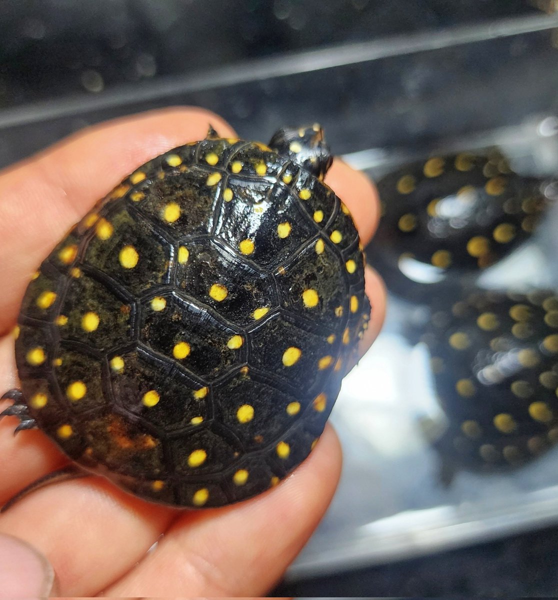 キボシ帝国 spottedturtle⭐empire tweet media