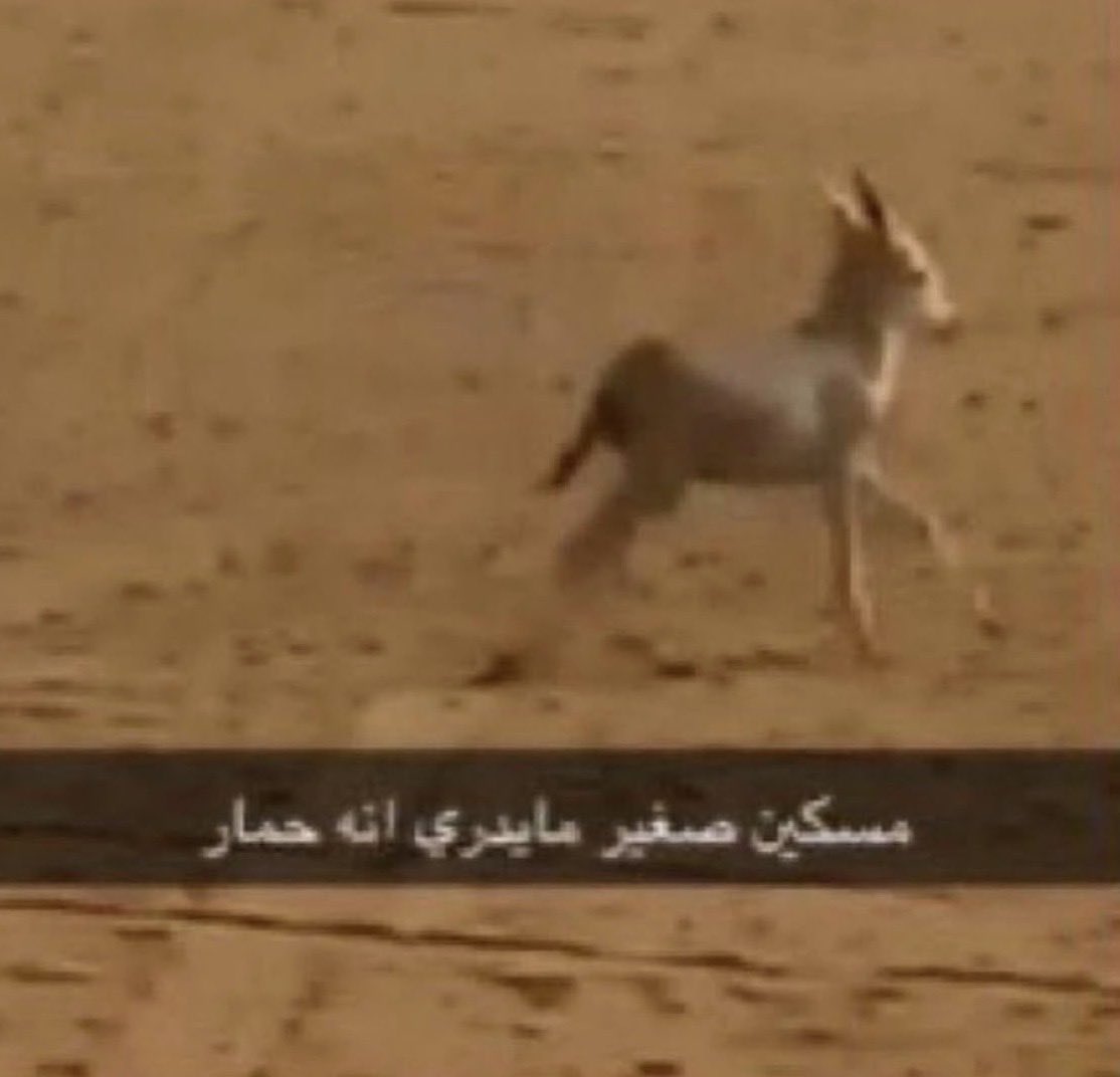 hotyyashell444's tweet photo. جان عبالي بالـ25 راح يكون عندي شغلي وسيارتي و زوج وطفل https://t.co/naPukgZZj0