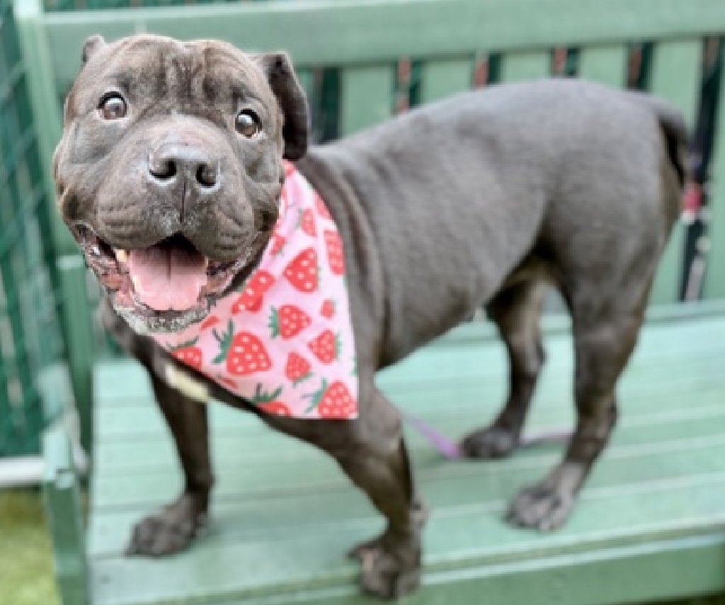 NMBewitched's tweet image. Sky'Girl💔🎯
Old/New Dog on the Block
nycacc.app/#/browse/204958
#AdoptMe

At least this time she has weigh on her bones 
Another #AdoptionReturn 
Will it ever end? 

Sweet, Social &amp;amp; snuggly
Is it enough?