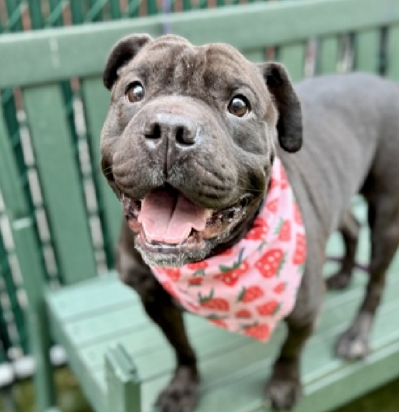NMBewitched's tweet image. Sky'Girl💔🎯
Old/New Dog on the Block
nycacc.app/#/browse/204958
#AdoptMe

At least this time she has weigh on her bones 
Another #AdoptionReturn 
Will it ever end? 

Sweet, Social &amp;amp; snuggly
Is it enough?