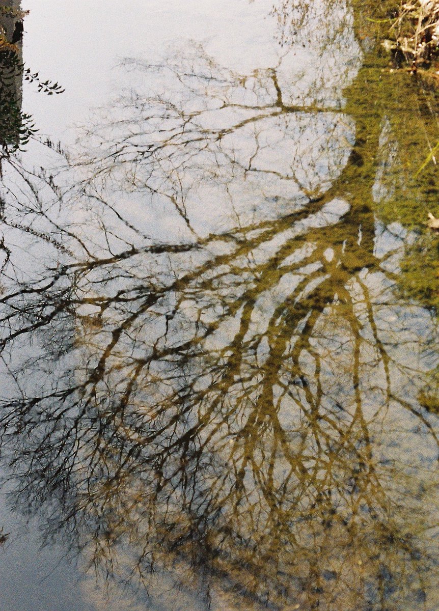 kanbai_banjo's tweet image. 小さな川面

February 23, 2026 免除川
OLYMPUS-PEN FT, F.Zuiko Auto-T 70mm F2.0, KODAK ColorPlus 200

#免除川 #歩撮 #filmphotography #olympuspenft70mmf2 #olympuspenft