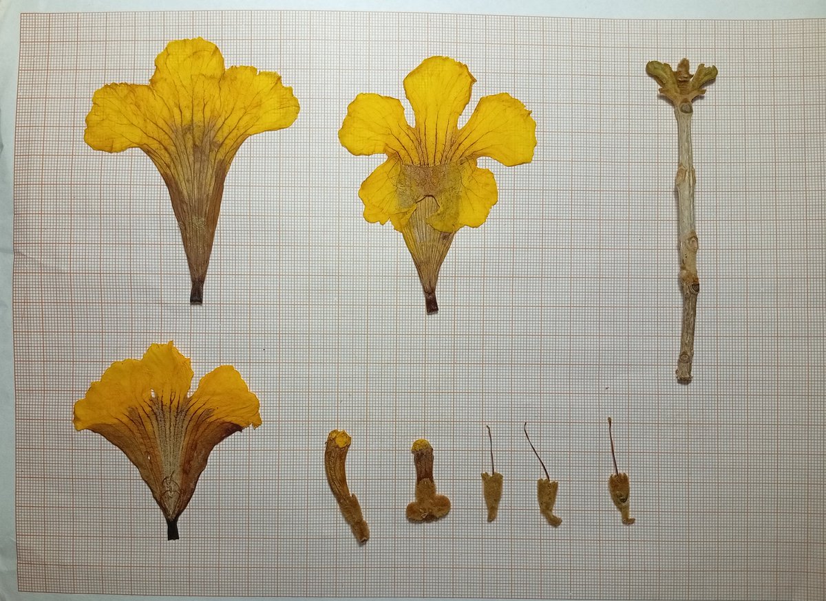 Jorge Paolini-Ruiz tweet media