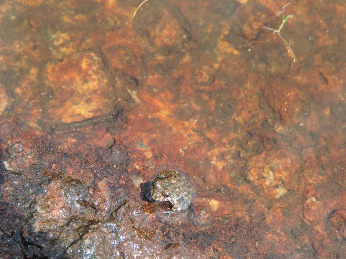 ParquesColombia's tweet photo. 🐸 Una rana de menos de 6 cm, en el
Parque Nacional Natural El Tuparro, nos está ayudando a entender cómo el cambio climático impacta la vida.

Hoy, Día Internacional para la Conservación de los Anfibios, conoce cómo la investigadora Alexandra Delgadillo, junto a guardaparques, estudia cómo esta especie responde a los cambios en su entorno. 👉🏽
https://t.co/Eu5M3faVvg

#ParquesEsMásVida es más conocimiento 💚