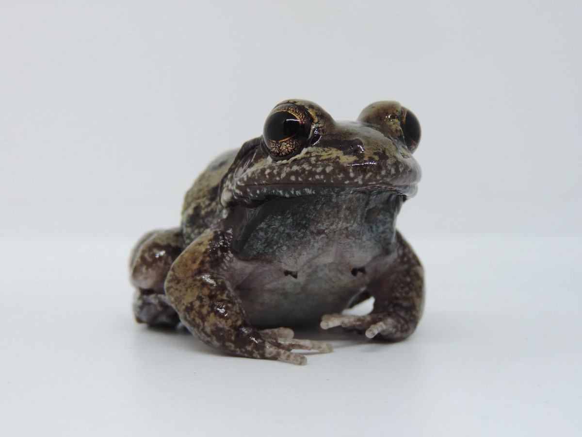 ParquesColombia's tweet photo. 🐸 Una rana de menos de 6 cm, en el
Parque Nacional Natural El Tuparro, nos está ayudando a entender cómo el cambio climático impacta la vida.

Hoy, Día Internacional para la Conservación de los Anfibios, conoce cómo la investigadora Alexandra Delgadillo, junto a guardaparques, estudia cómo esta especie responde a los cambios en su entorno. 👉🏽
https://t.co/Eu5M3faVvg

#ParquesEsMásVida es más conocimiento 💚