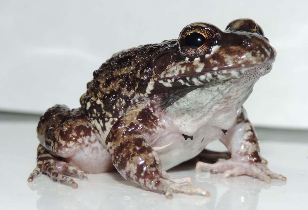 🐸 Una rana de menos de 6 cm, en el
Parque Nacional Natural El Tuparro, nos está ayudando a entender cómo el cambio climático impacta la vida.

Hoy, Día Internacional para la Conservación de los Anfibios, conoce cómo la investigadora Alexandra Delgadillo, junto a guardaparques,