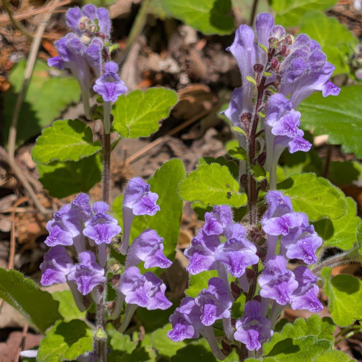 AnecDote0401's tweet image. タツナミソウ / Skullcap
花々 ／ Flowers
花々をもっと近くから ／ Macro
葉 ／ Leaves
群生 ／ Mass growth
Click here for more -&amp;gt; anecdote0522.com/scutellaria-in…
#FlowerPhotography #花図鑑 #Wildflowers #花の図鑑 #NativePlants