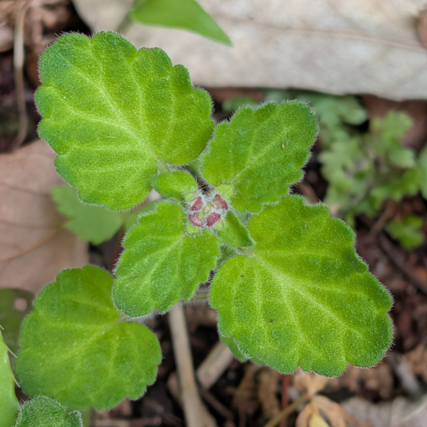 AnecDote0401's tweet image. タツナミソウ / Skullcap
花々 ／ Flowers
花々をもっと近くから ／ Macro
葉 ／ Leaves
群生 ／ Mass growth
Click here for more -&amp;gt; anecdote0522.com/scutellaria-in…
#FlowerPhotography #花図鑑 #Wildflowers #花の図鑑 #NativePlants