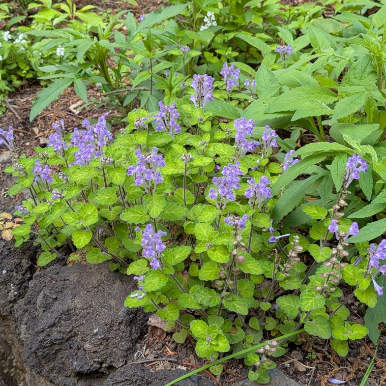 AnecDote0401's tweet image. タツナミソウ / Skullcap
花々 ／ Flowers
花々をもっと近くから ／ Macro
葉 ／ Leaves
群生 ／ Mass growth
Click here for more -&amp;gt; anecdote0522.com/scutellaria-in…
#FlowerPhotography #花図鑑 #Wildflowers #花の図鑑 #NativePlants
