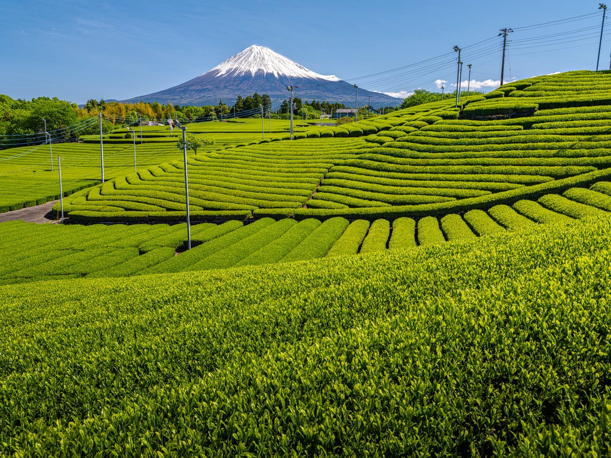 茶畑と富士山🗻🍵
水はけや風通しを考えた先に生まれたかたちが、こんなにも芸術的になるとは…